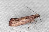 Acrolepiopsis vesperella