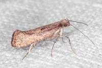 Acrolepiopsis vesperella