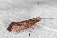 Acrolepiopsis vesperella