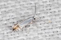 Phyllocnistis