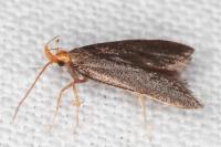 Eurodachtha pallicornella
