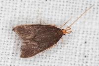 Eurodachtha pallicornella