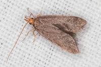 Eurodachtha pallicornella