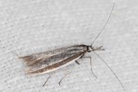 Pleurota ericella