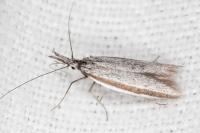 Pleurota ericella