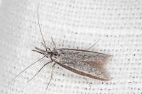 Pleurota ericella