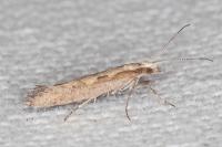 Plutella xylostella