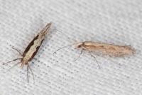 Plutella xylostella