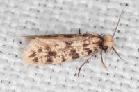 Eumasia parietariella