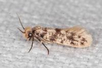 Eumasia parietariella