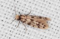Eumasia parietariella