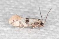 Infurcitinea atrifasciella