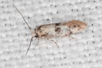 Infurcitinea atrifasciella