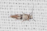 Infurcitinea atrifasciella