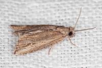 Bactra venosana