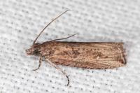 Bactra venosana
