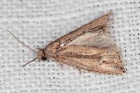 Bactra venosana