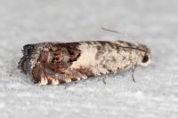 Cydia gr. succedana