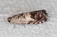 Cydia gr. succedana