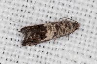 Cydia gr. succedana