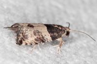 Gypsonoma aceriana