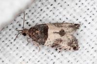Gypsonoma aceriana