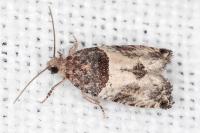 Gypsonoma aceriana