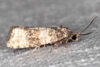 Piniphila bifasciana