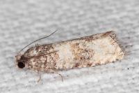 Piniphila bifasciana