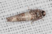 Piniphila bifasciana