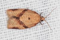 Clepsis consimilana