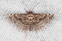 Alucita grammodactyla