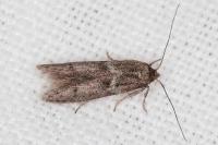 Blastobasis phycidella