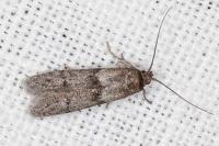 Blastobasis phycidella