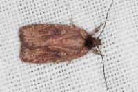 Agonopterix