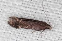 Aproaerema anthyllidella