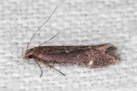 Aproaerema anthyllidella