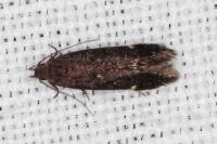 Aproaerema anthyllidella