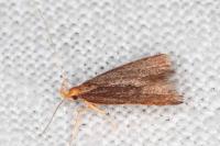 Eurodachtha pallicornella