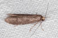 Agnoea