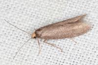 Agnoea