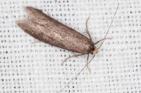 Agnoea