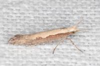 Plutella xylostella