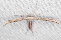 Emmelina monodactyla
