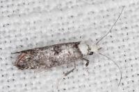 Paraswammerdamia albicapitella