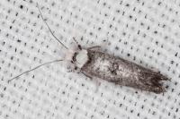 Paraswammerdamia albicapitella