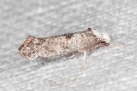 Paraswammerdamia albicapitella