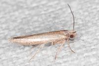 Zelleria hepariella
