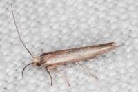 Zelleria hepariella