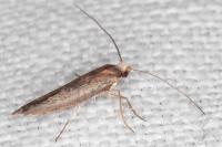 Zelleria hepariella